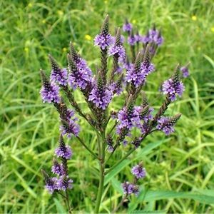 Meet your Posher, Whitney